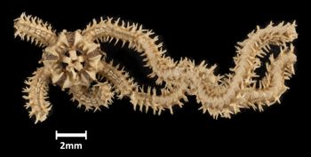 Media type: image;   Invertebrate Zoology OPH-1571 Description: Top down view of single ophiuroid specimen with a scale bar.;  Aspect: dorsal